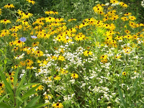 wildflowers in field