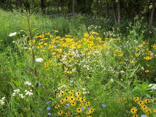 wildflowers near woods