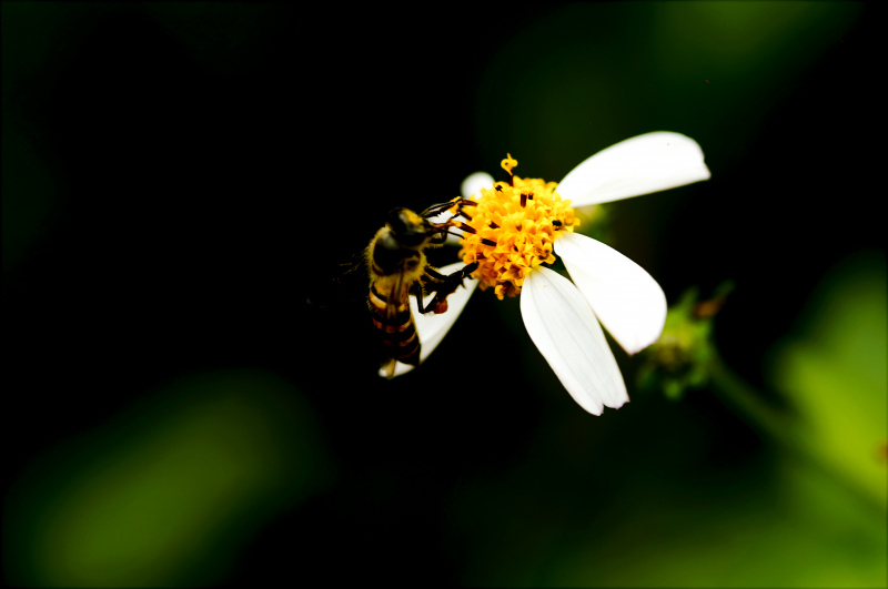 wildlife picture backdrop bee perching petal closeup 