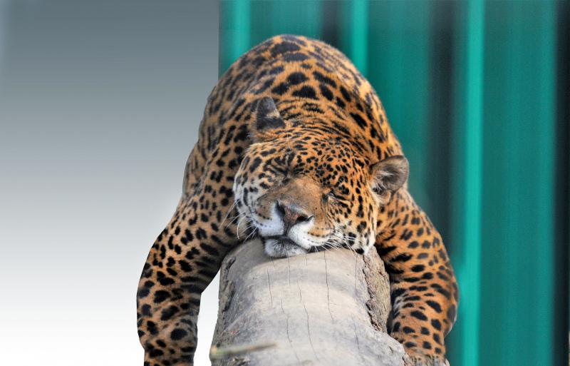 wildlife picture backdrop sleeping jaguar animal  