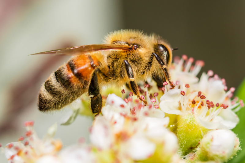 wildlife picture bee perching petals closeup 
