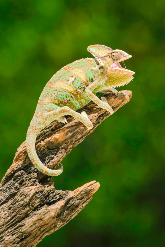 wildlife picture bright chameleon trunk closeup 