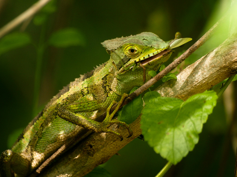 wildlife picture chameleon closeup 