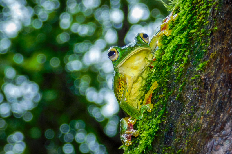 wildlife picture closeup blurred frog climbing tree