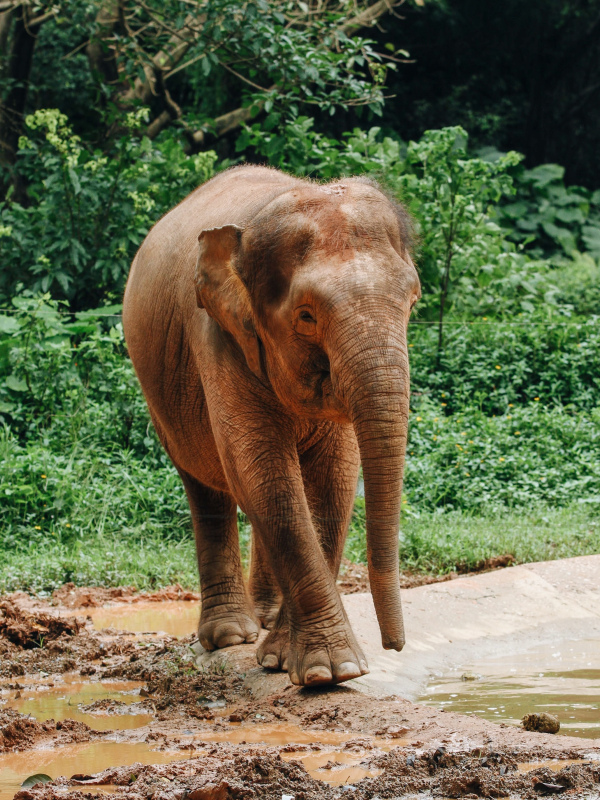 wildlife picture cute elephant calf walking