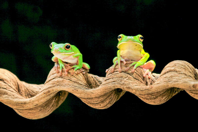 wildlife picture cute frogs branch closeup