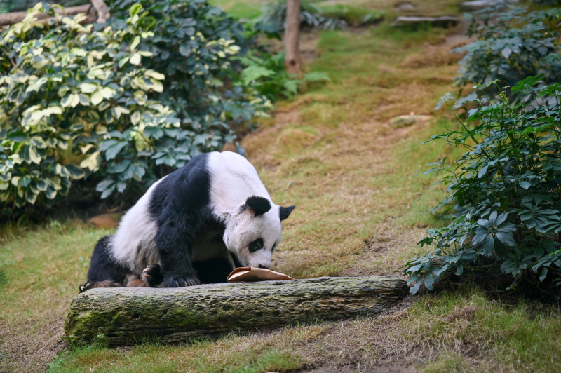 wildlife picture cute joyful panda