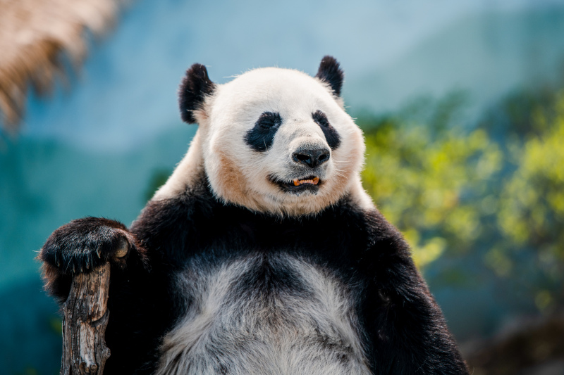 wildlife picture cute panda bear 
