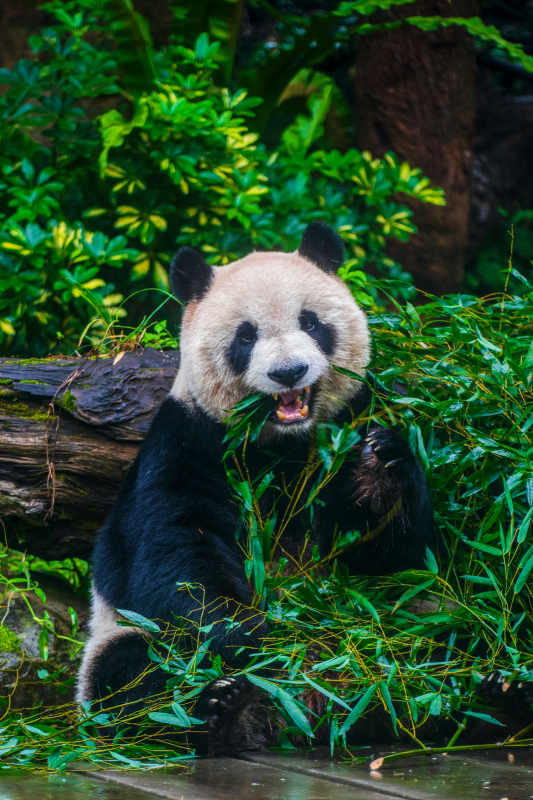 wildlife picture cute panda eating scene  