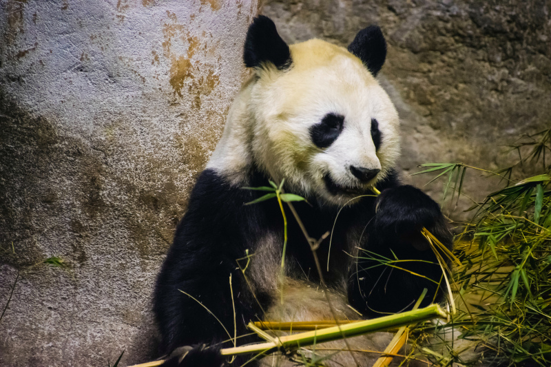 wildlife picture cute panda eating scene  