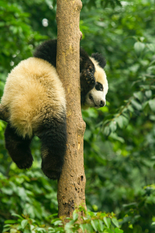 wildlife picture cute playful panda climbing 