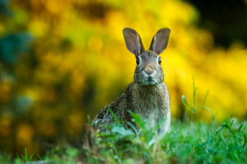 wildlife picture cute rabbit scene