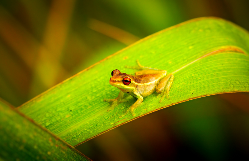 wildlife picture cute small frog leaf