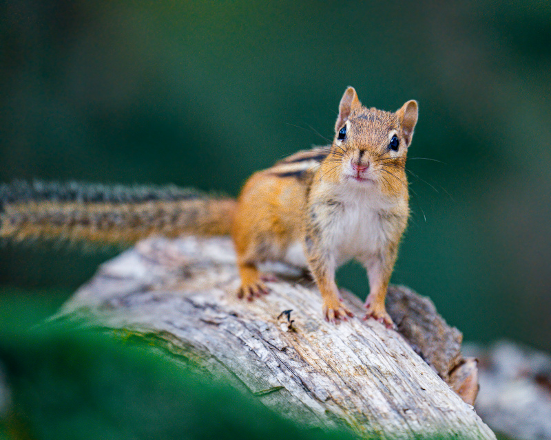 wildlife picture cute squirrel