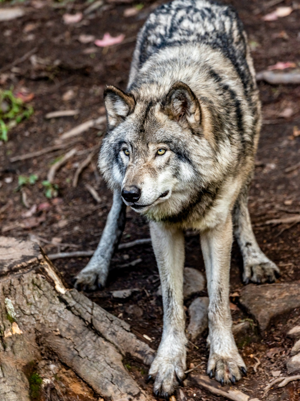 wildlife picture dynamic aggressive wolf scene 