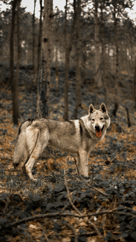 wildlife picture dynamic cute wolf forest scene 