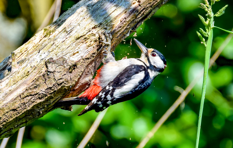wildlife picture dynamic eathing woodpecker scene