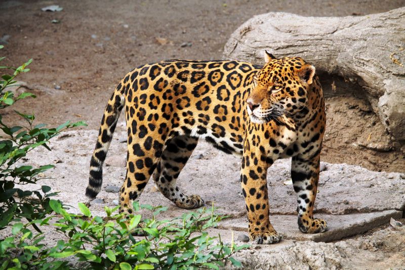wildlife picture dynamic jaguar animal 