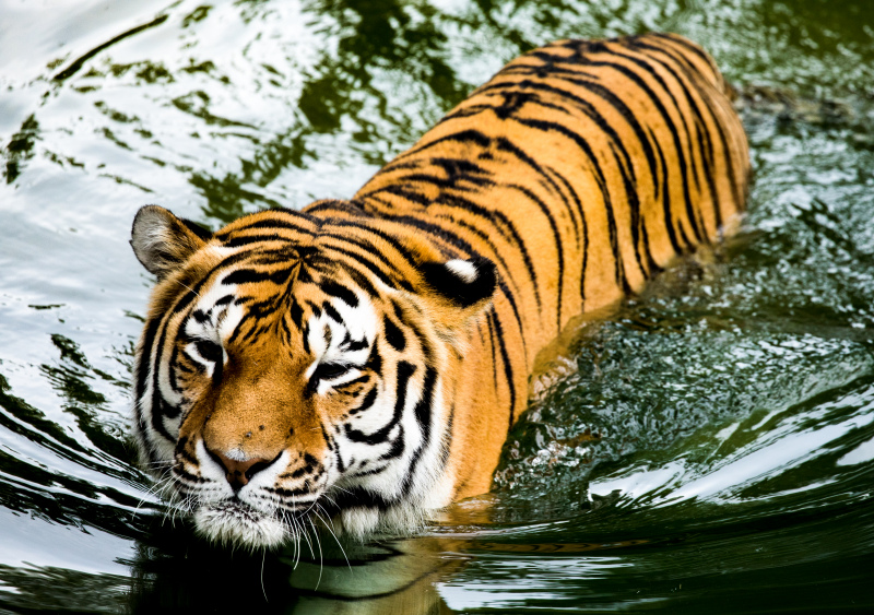 wildlife picture dynamic swimming tiger 
