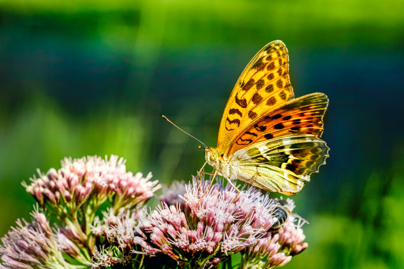 wildlife picture elegant butterfly perching flora closeup 