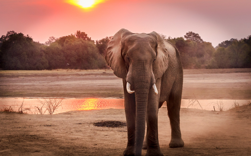 wildlife picture elephant sunset scene 