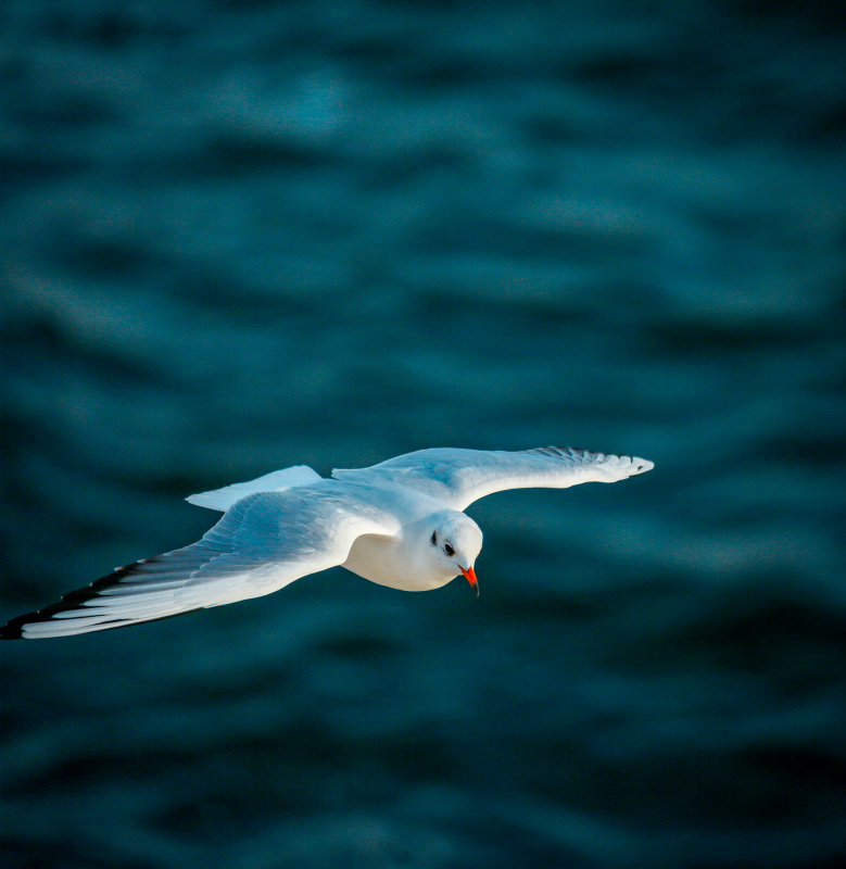 wildlife picture flying hunting seagull 