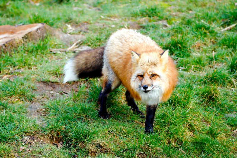 wildlife picture fox walking on meadow 