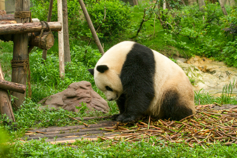 wildlife picture panda playing zoo scene 