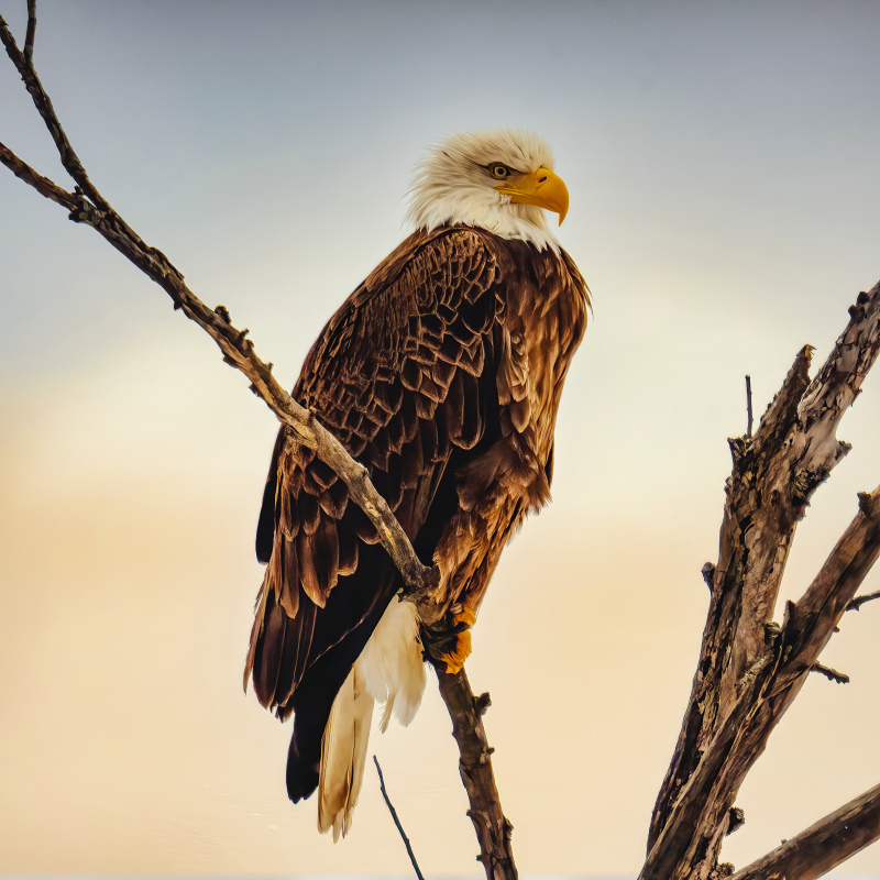 wildlife picture perching eagle leafless tree