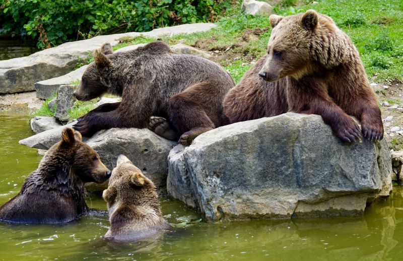 wildlife picture relaxing brown bears species 