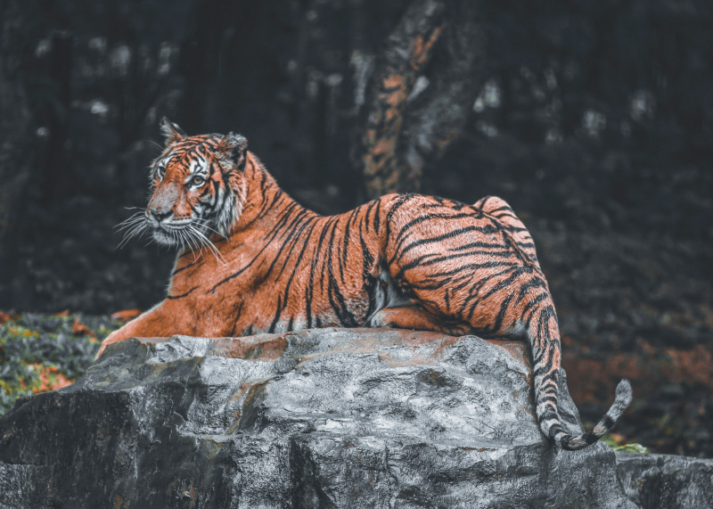 wildlife picture tiger relaxing contrast scene 