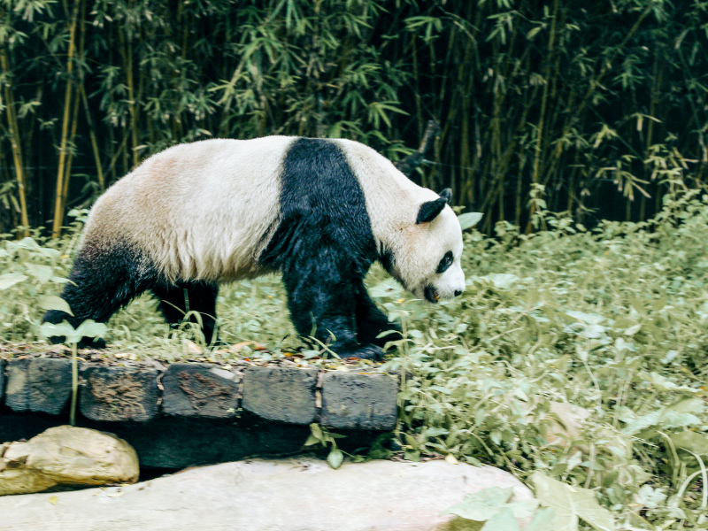 wildlife picture walking panda forest scene 