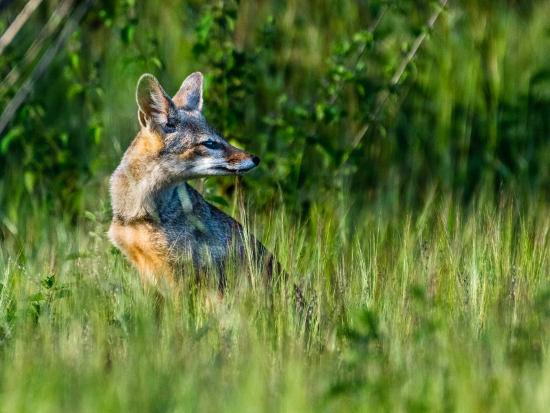 wildlife scene picture fox on meadow 