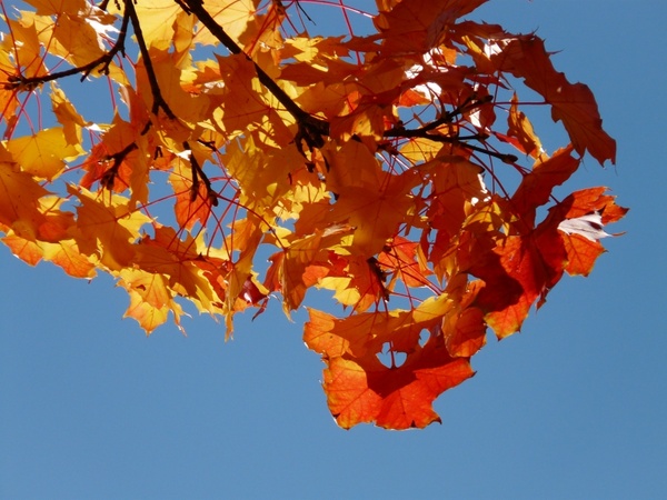 wind autumn maple leaves
