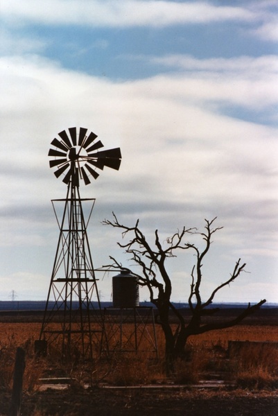windmill and old tree