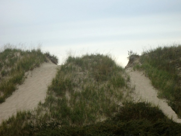 windswept dune at kohler andrae state park wisconsin