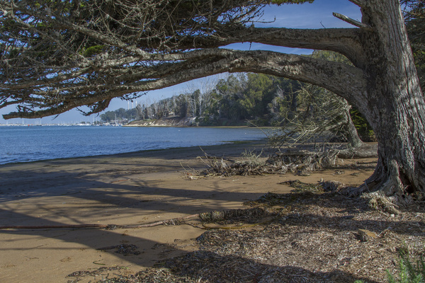 windy cove low tide 