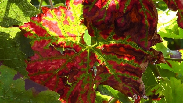 wine leaf plant wine
