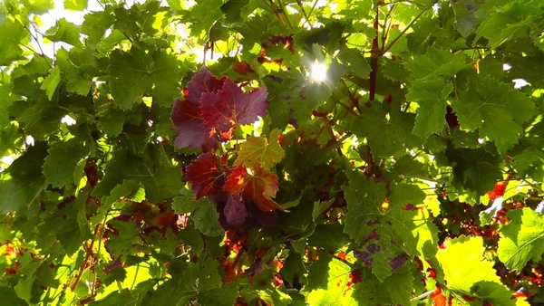 wine leaf wine plant