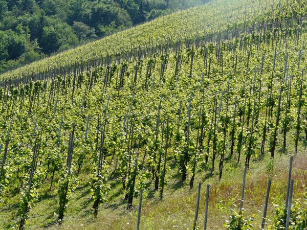 wine winegrowing vines