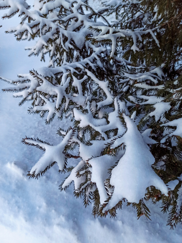 winter backdrop picture snowy frozen tree 