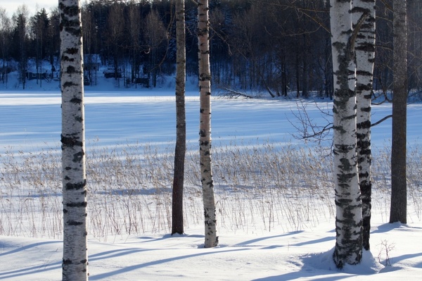 winter birch snow