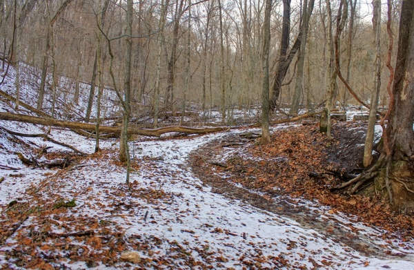 winter forest at weldon springs natural area missouri
