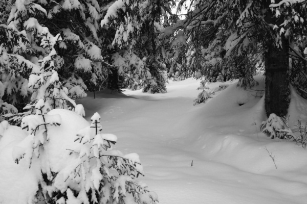 winter forest bw
