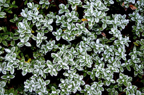 winter frost on plants