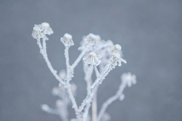 winter frost on the plant