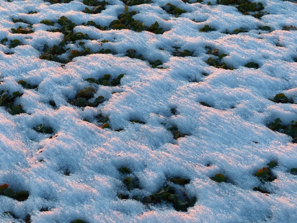 winter ground snow cover