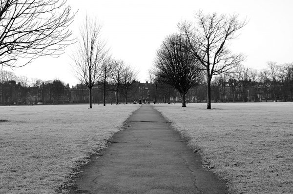 winter hoarfrost in the park 