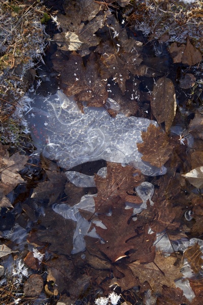 winter ice leaves 