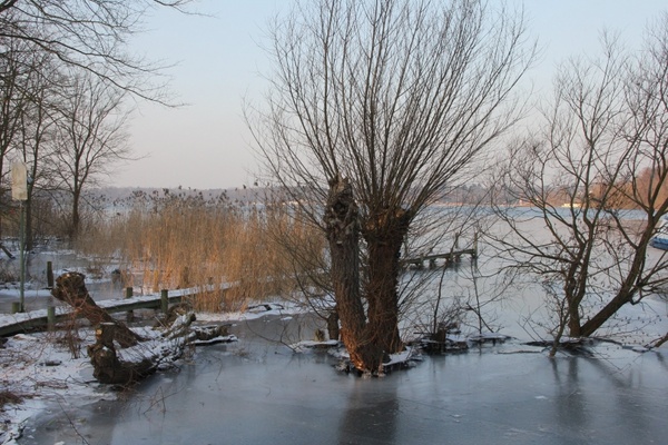winter ice trees